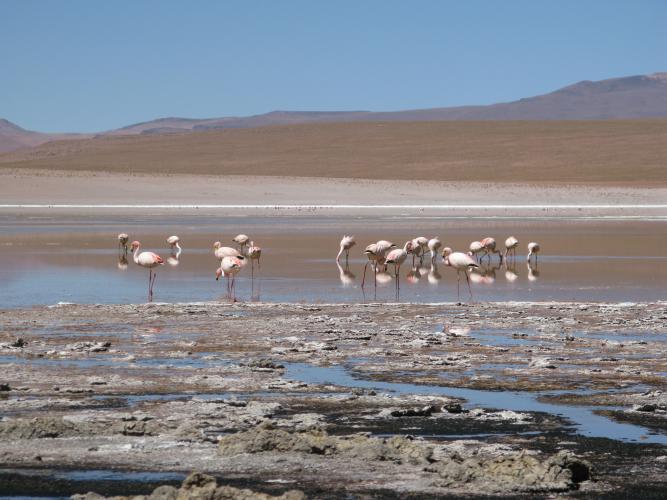 A flock of flamingos standing in a salt lake in Bolivia