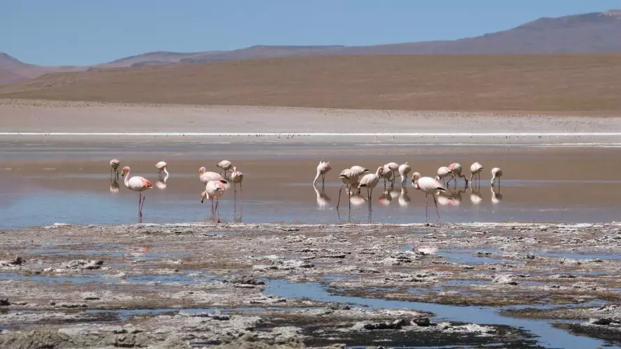 A flock of flamingos standing in a salt lake in Bolivia